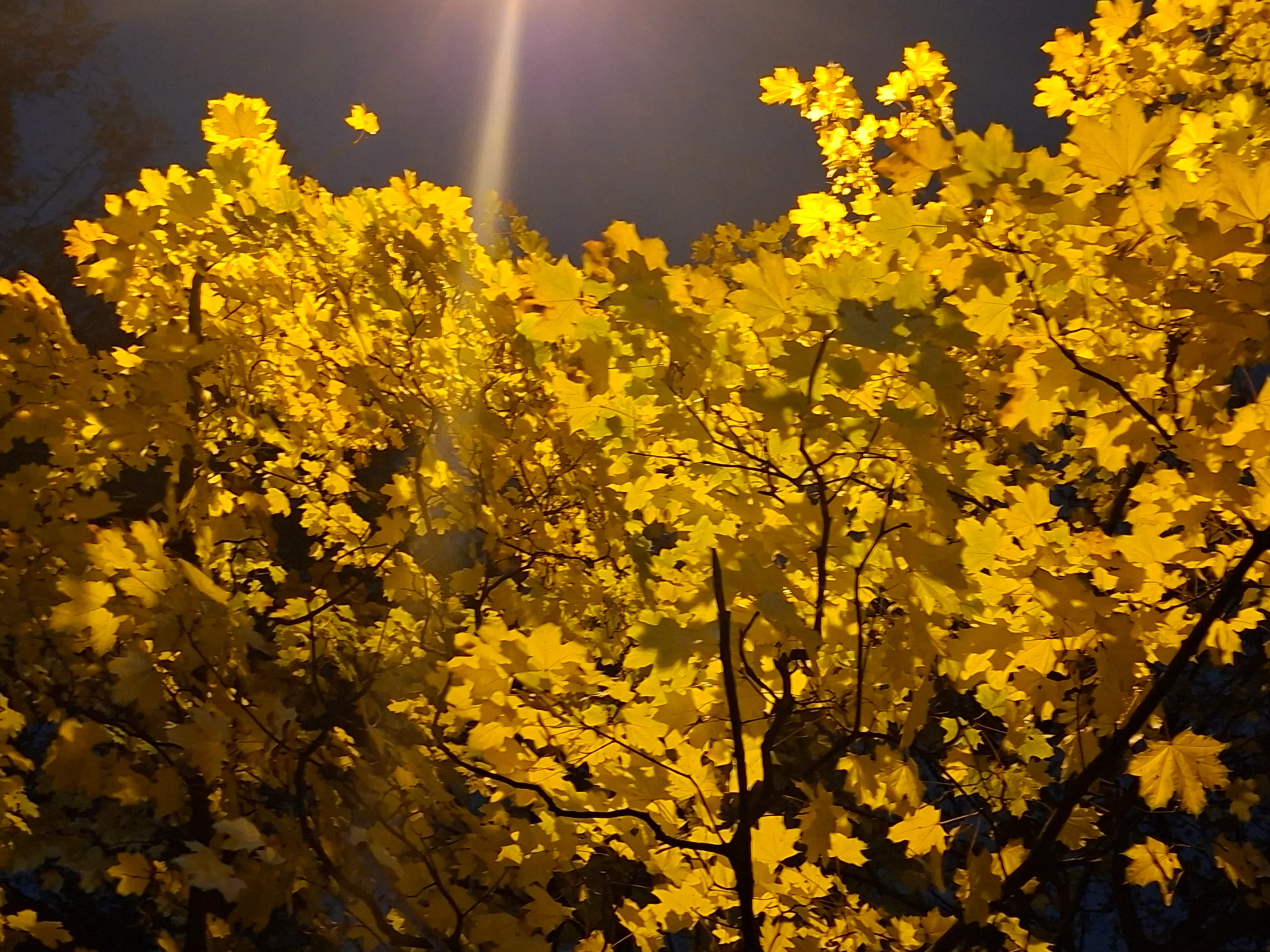IMG_20251014_191415_980.webp