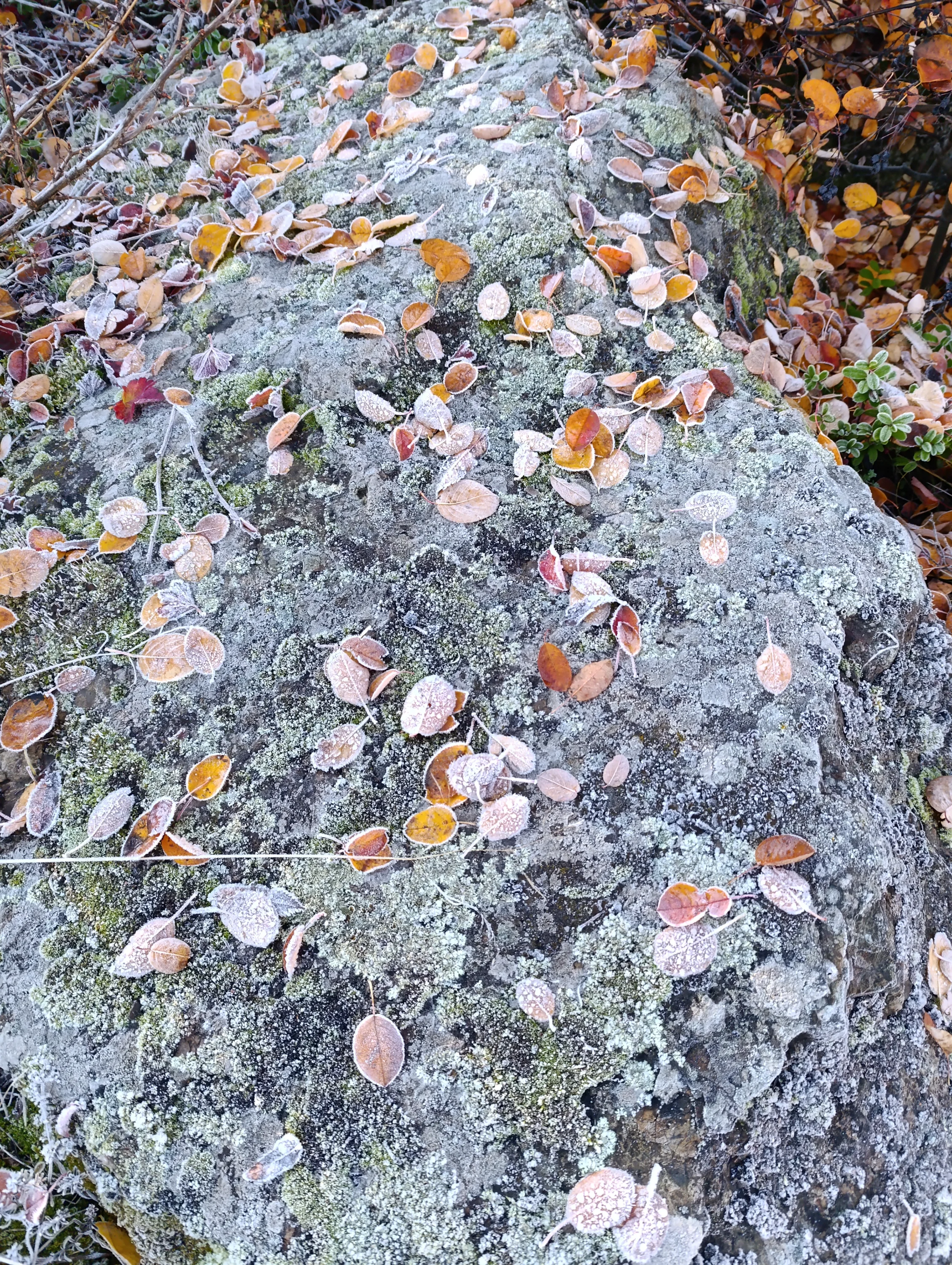 IMG_20251018_113718.webp