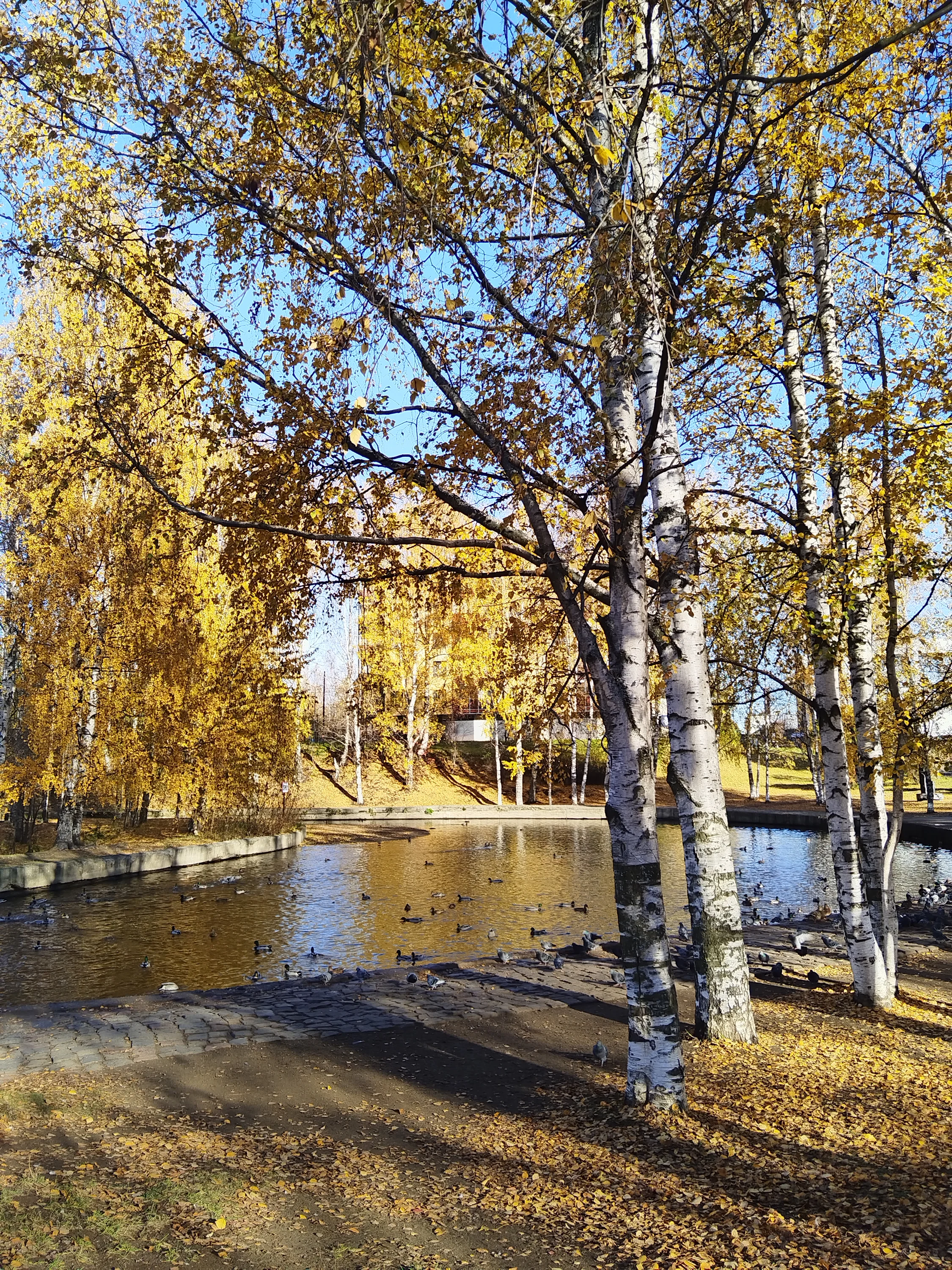 IMG_20251018_131125.webp