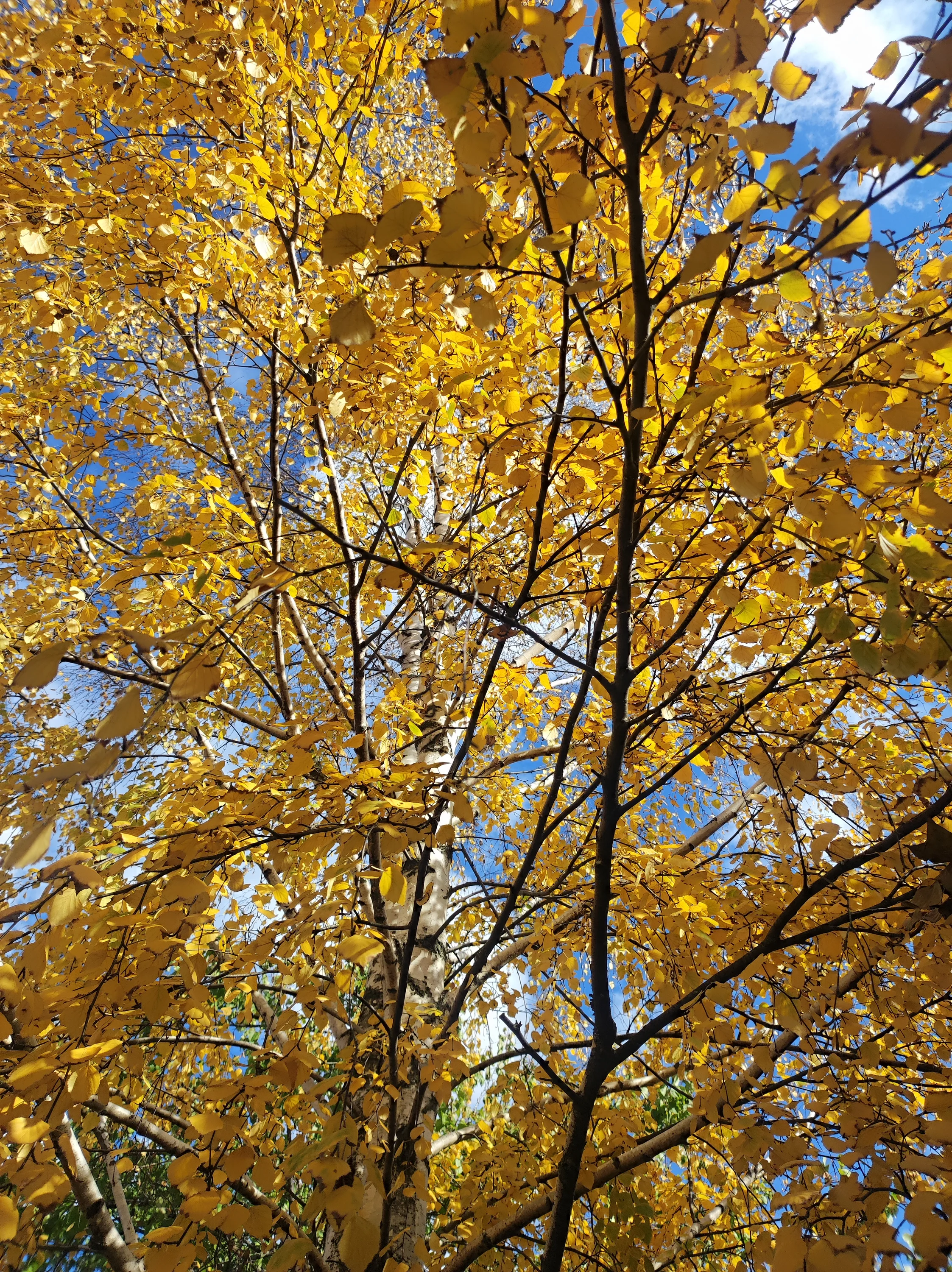 IMG_20251022_133842.webp