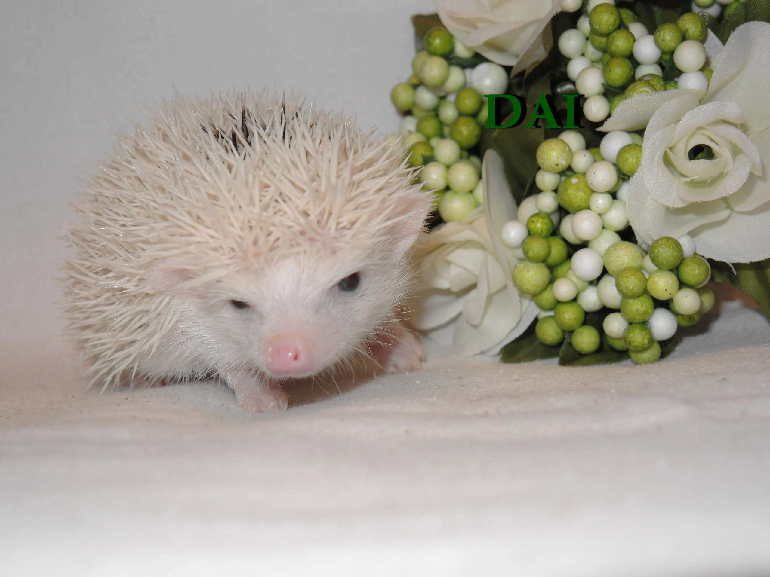 IMG_4004.webp