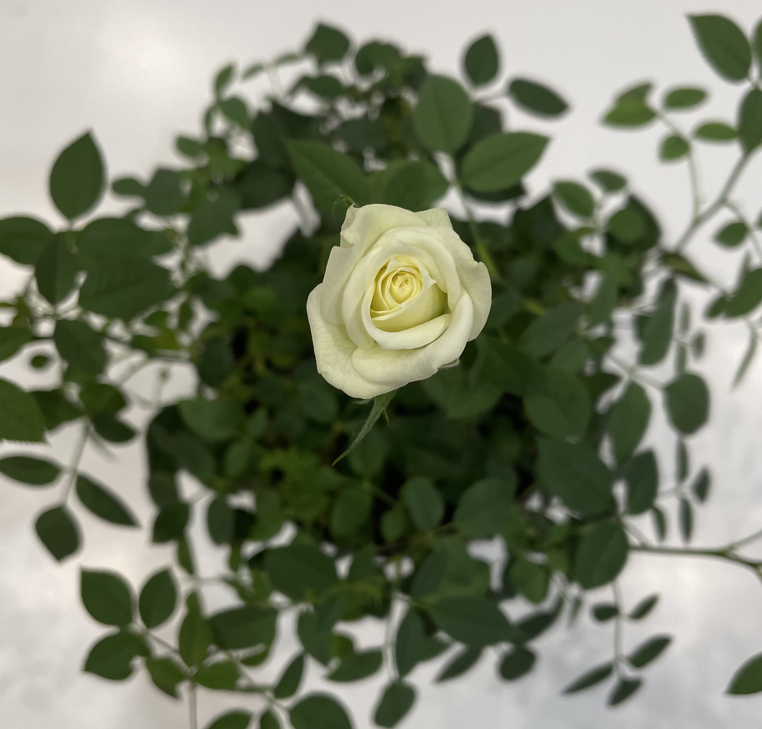 IMG_5843.jpeg