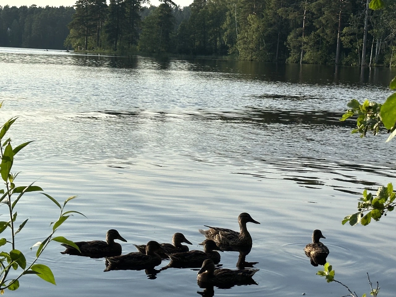 IMG_8592 — крупный размер.webp