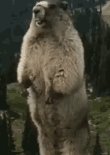 IMG_8601.gif