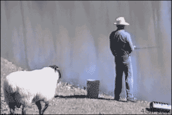 IMG_8770.gif