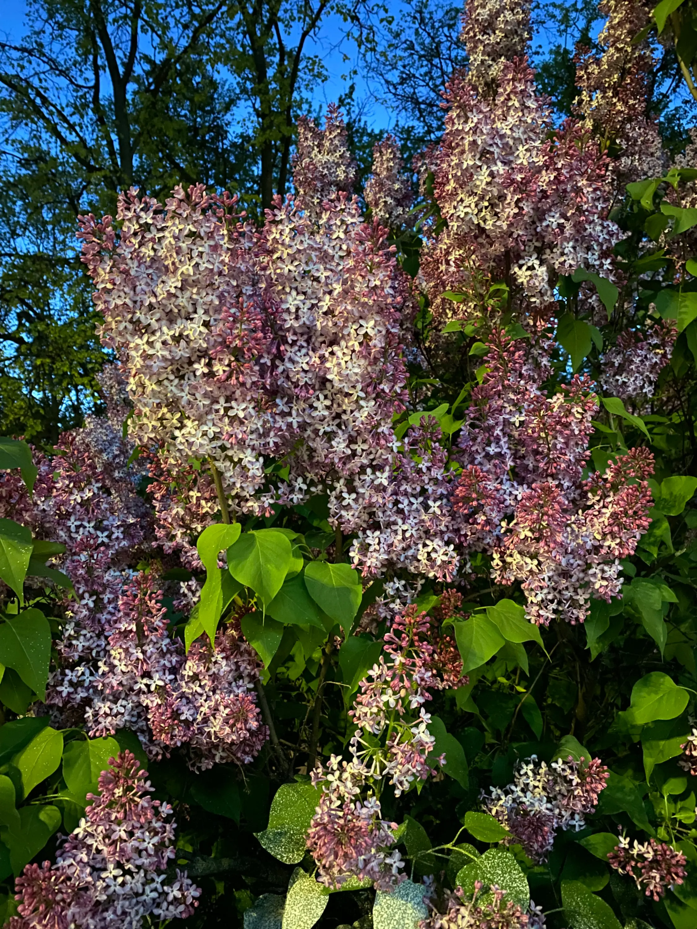 IMG_9512 (1).webp