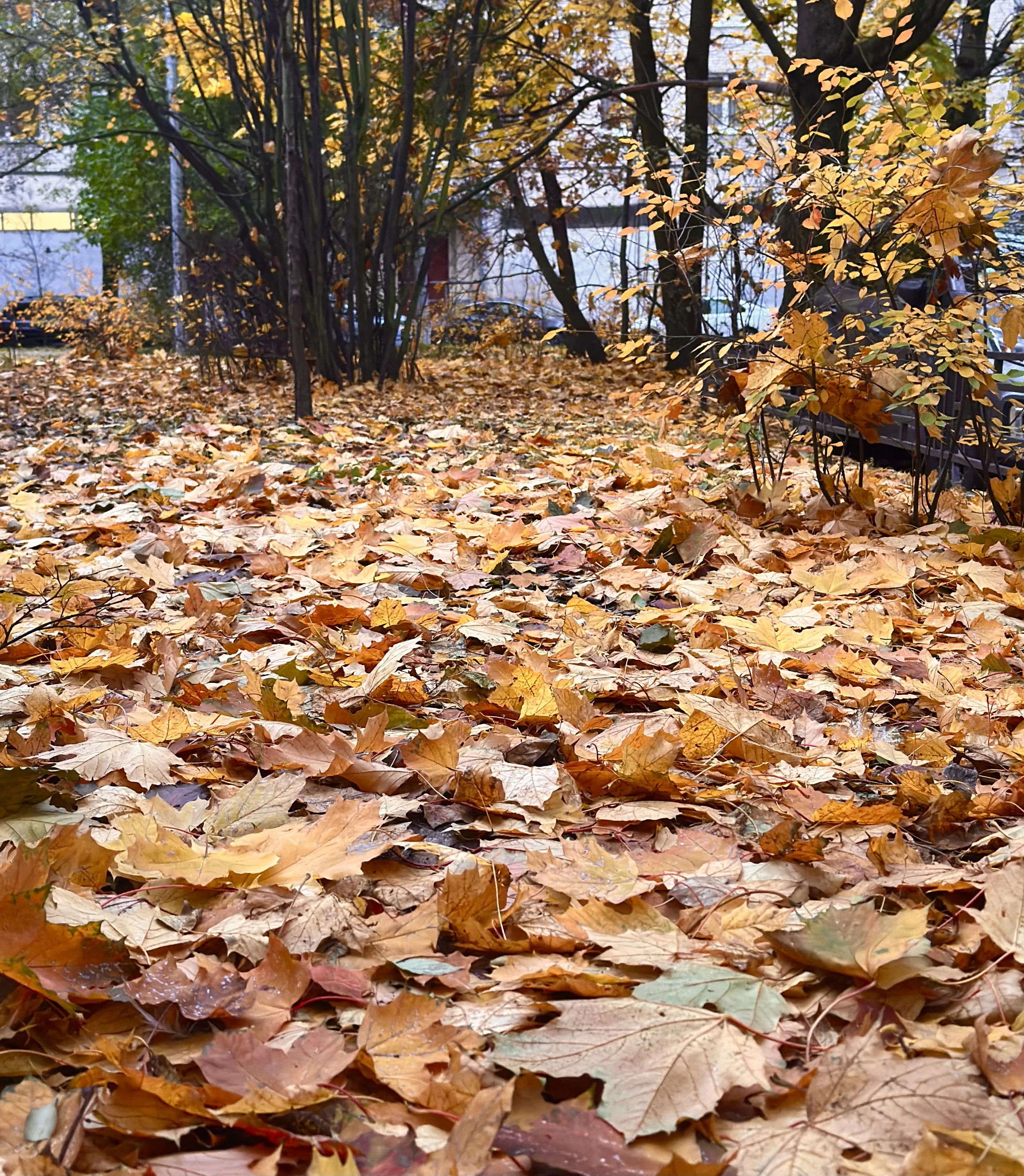 IMG_9772.webp