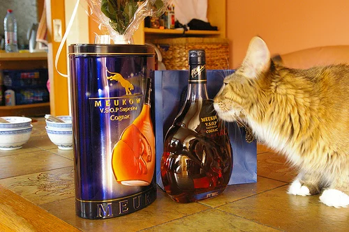 imgs_touch - 2019-02-25T230059.533.webp