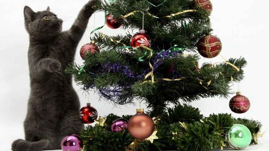 imgs_touch (50).webp