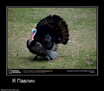 индюк.webp