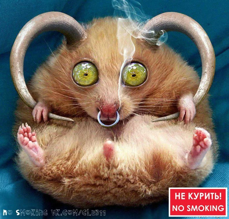 INGP1OnGO_k.webp