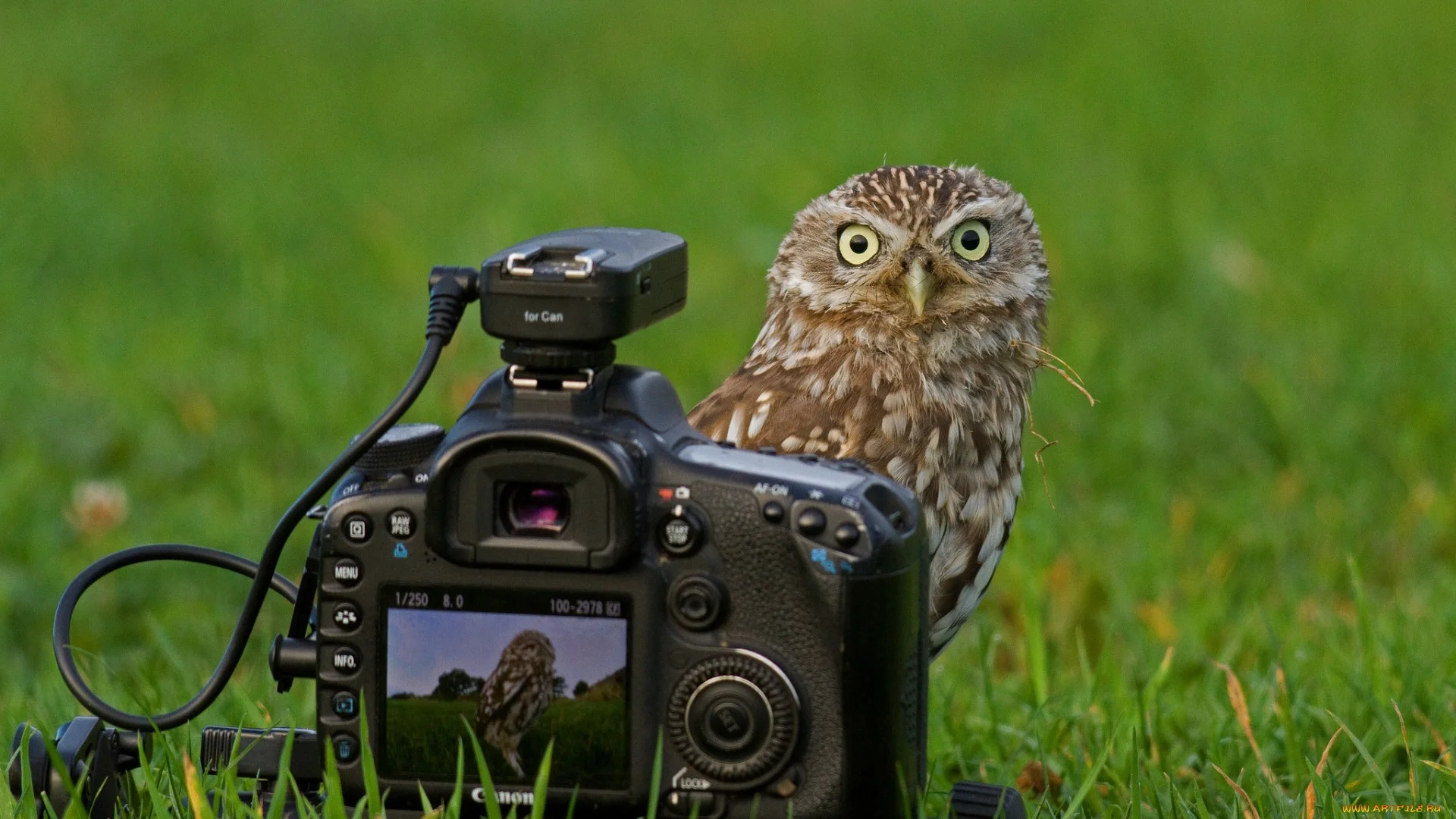 иногда даже трудно поверить что у тебя получился уникальный кадр, ты удивлен.webp