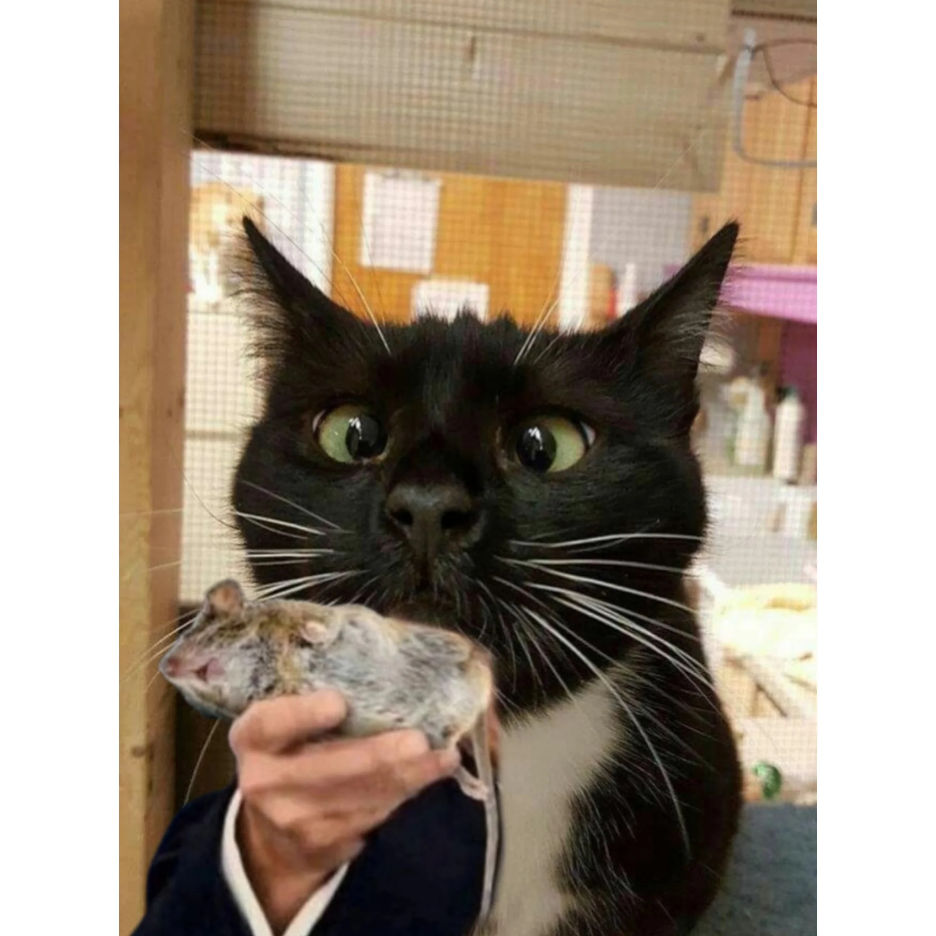 InShot_20230323_201621199 (1).webp