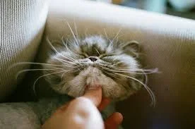 inвп.webp