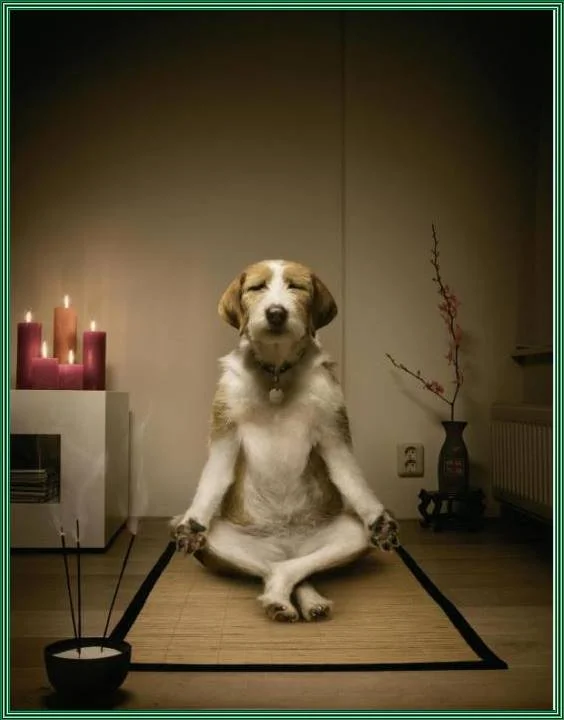 йога медитация.webp