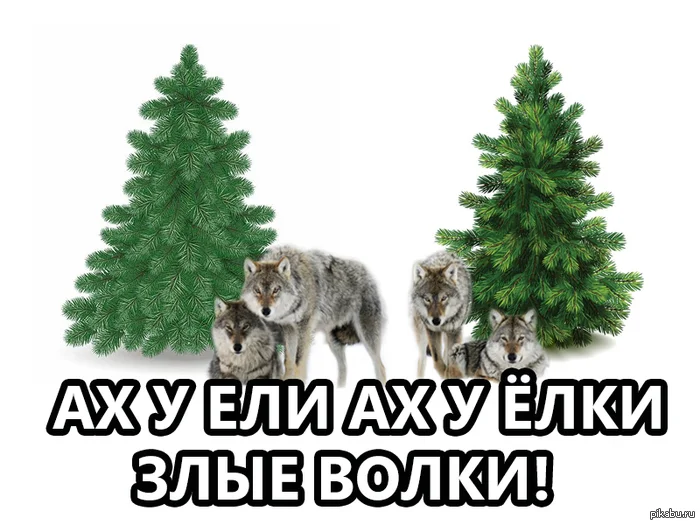 йолки.webp