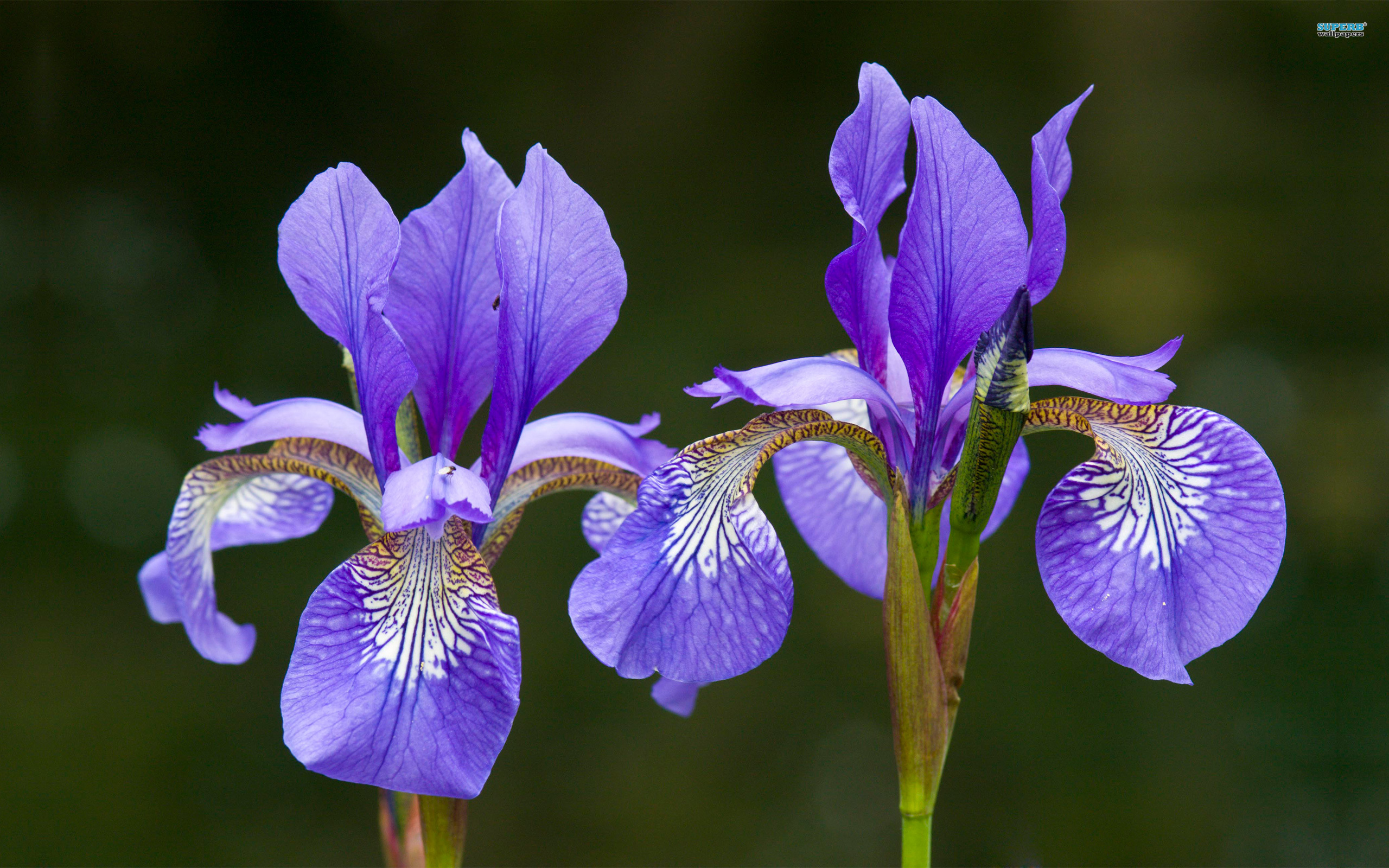 iris-flower-1.jpg