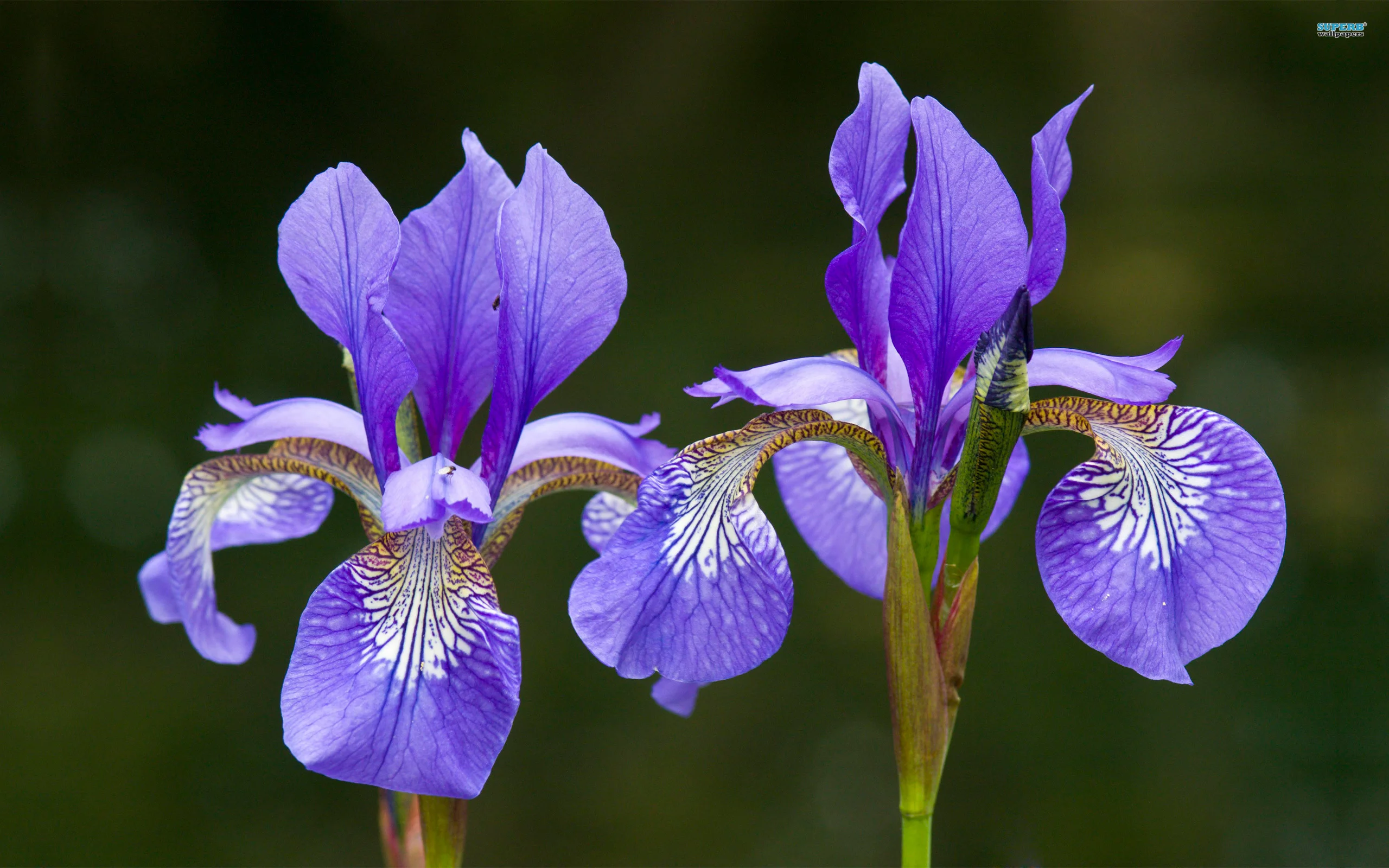 iris-flower-1.webp