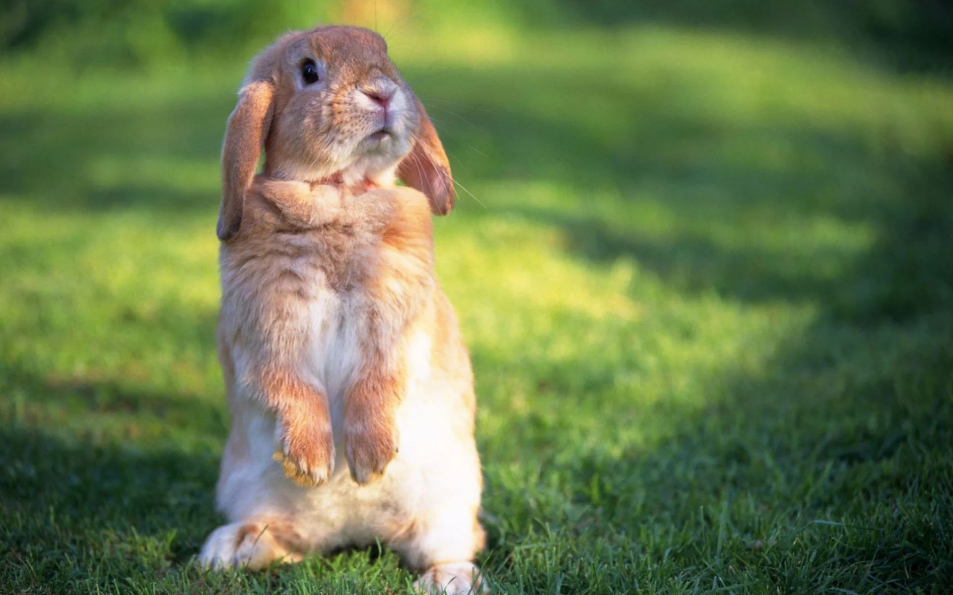 испуганный зайка.webp