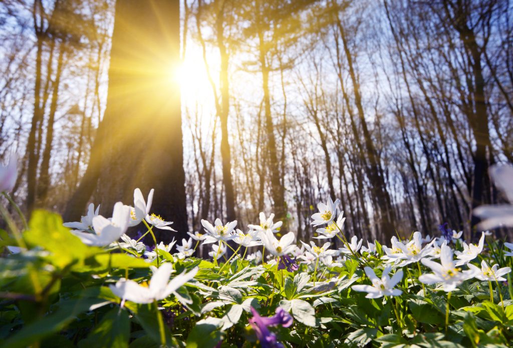 iStock_000016427206Medium-Spring-Forest-1024x695.jpg