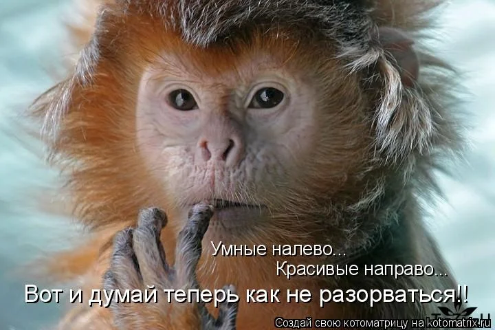 iy.webp