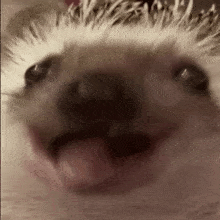 їжак-hedgehog.gif