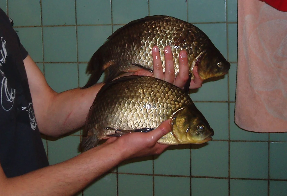 Изображение 022.webp