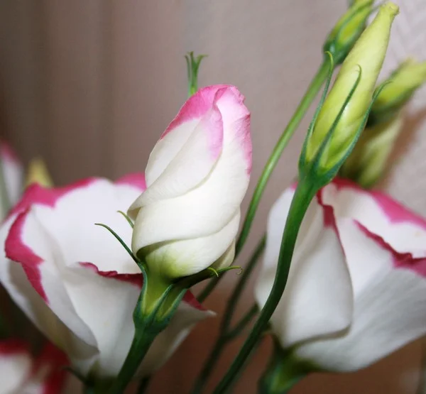 Изображение 1053.webp