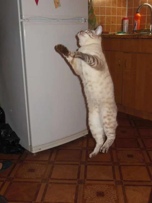 Изображение 306.webp