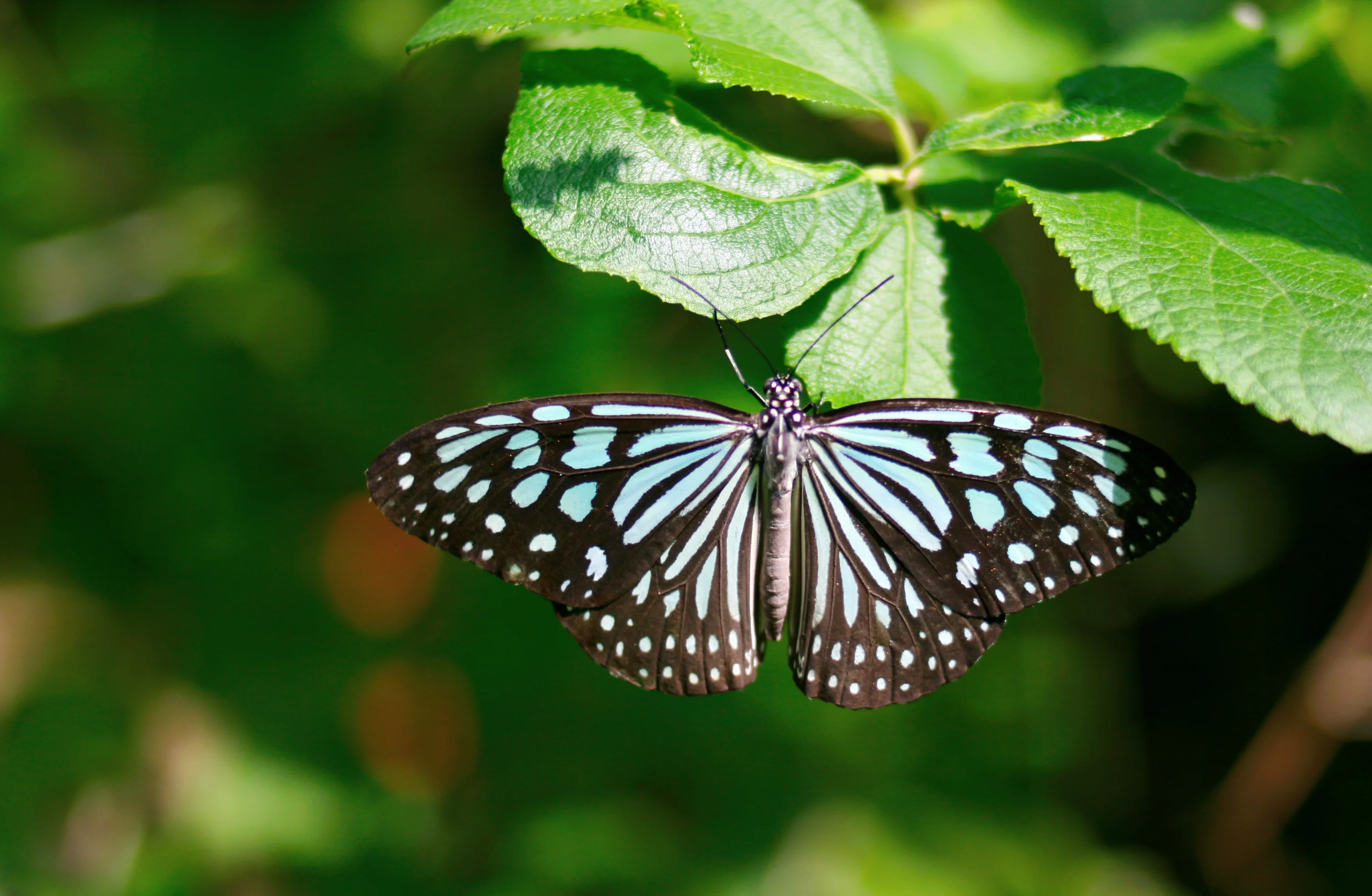 Изображение 694.webp