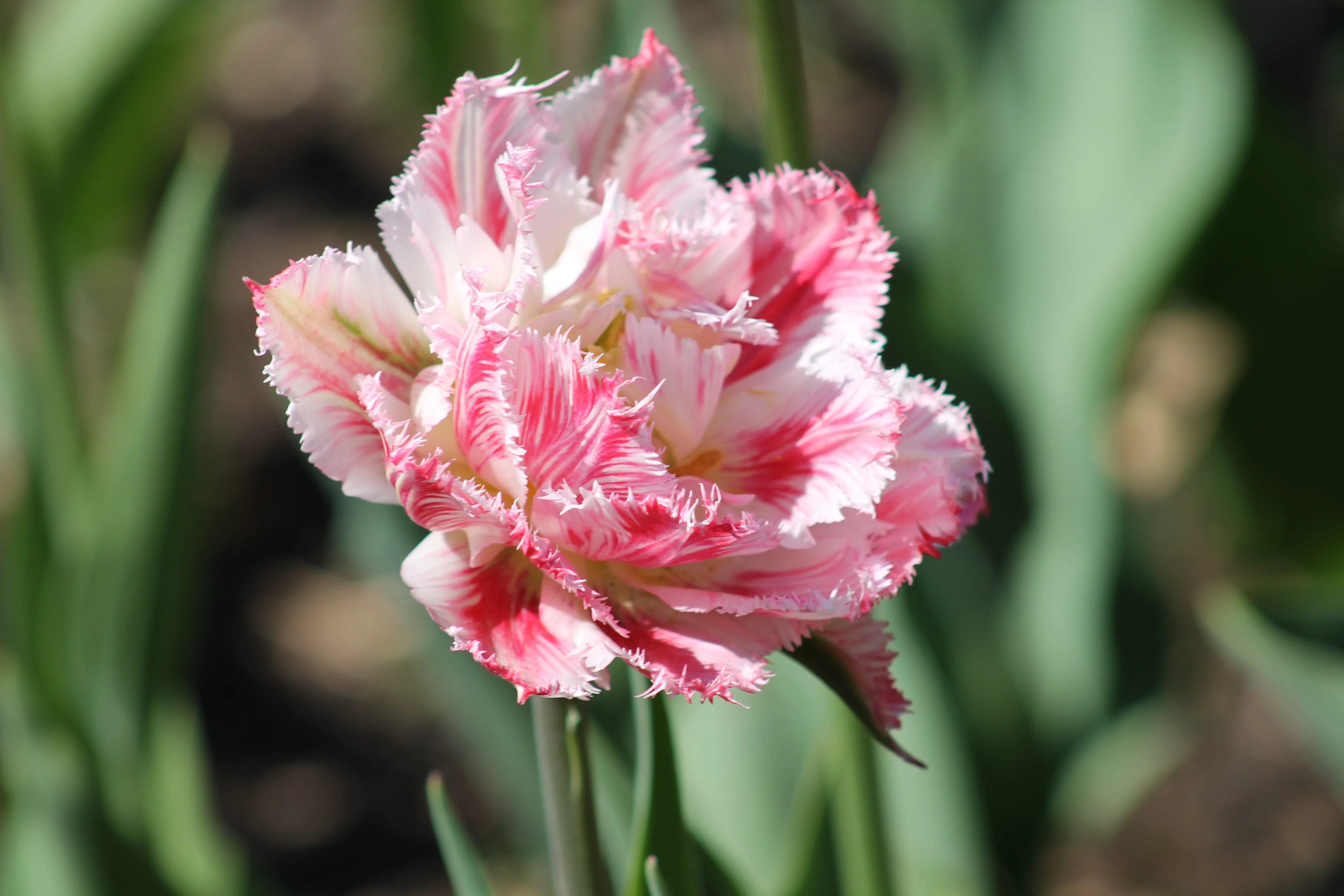 Изображение 726.webp