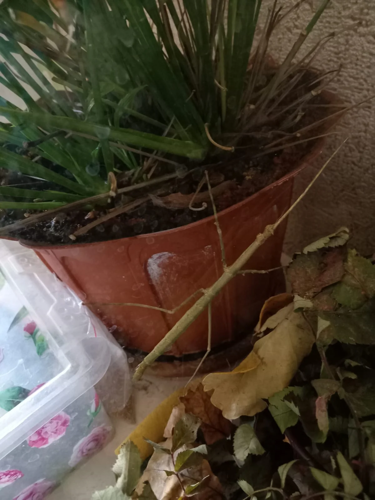 Изображение WhatsApp 2024-10-03 в 09.45.31_826fd4b2.webp