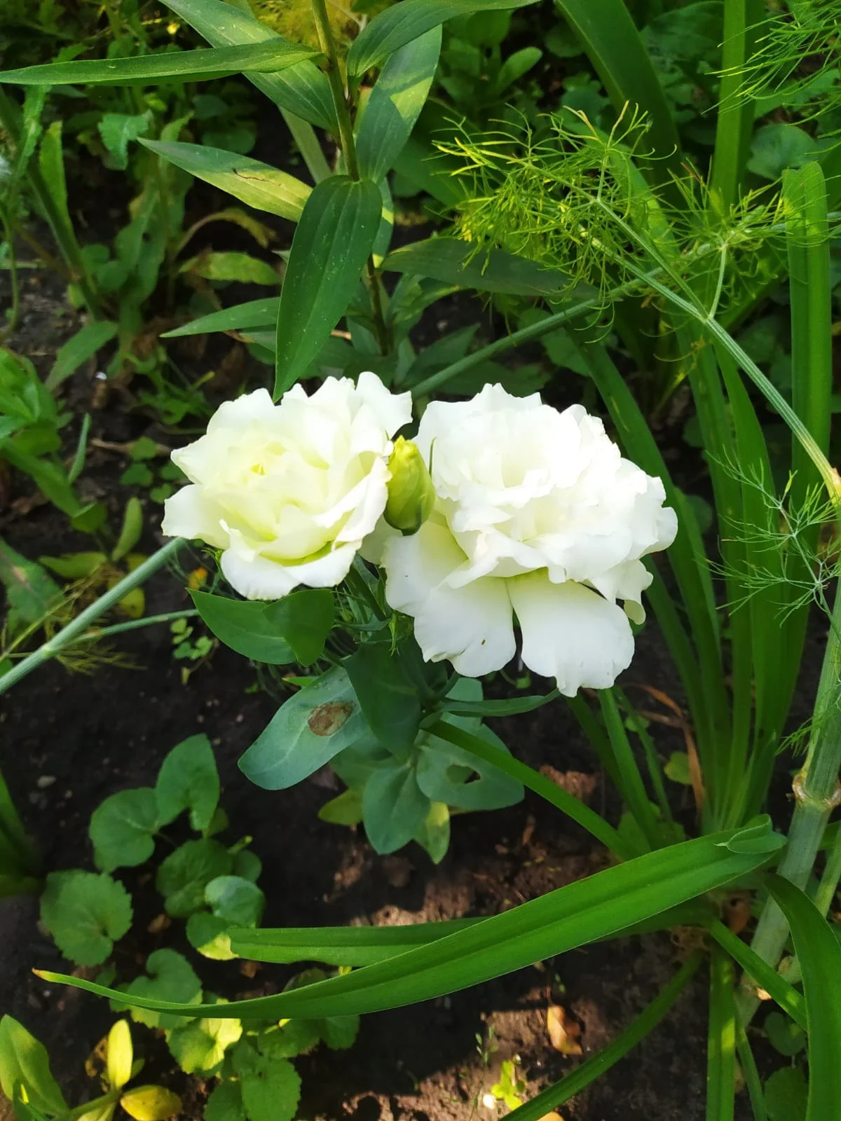 Изображение WhatsApp 2025-01-28 в 11.22.46_f9f9870d.webp