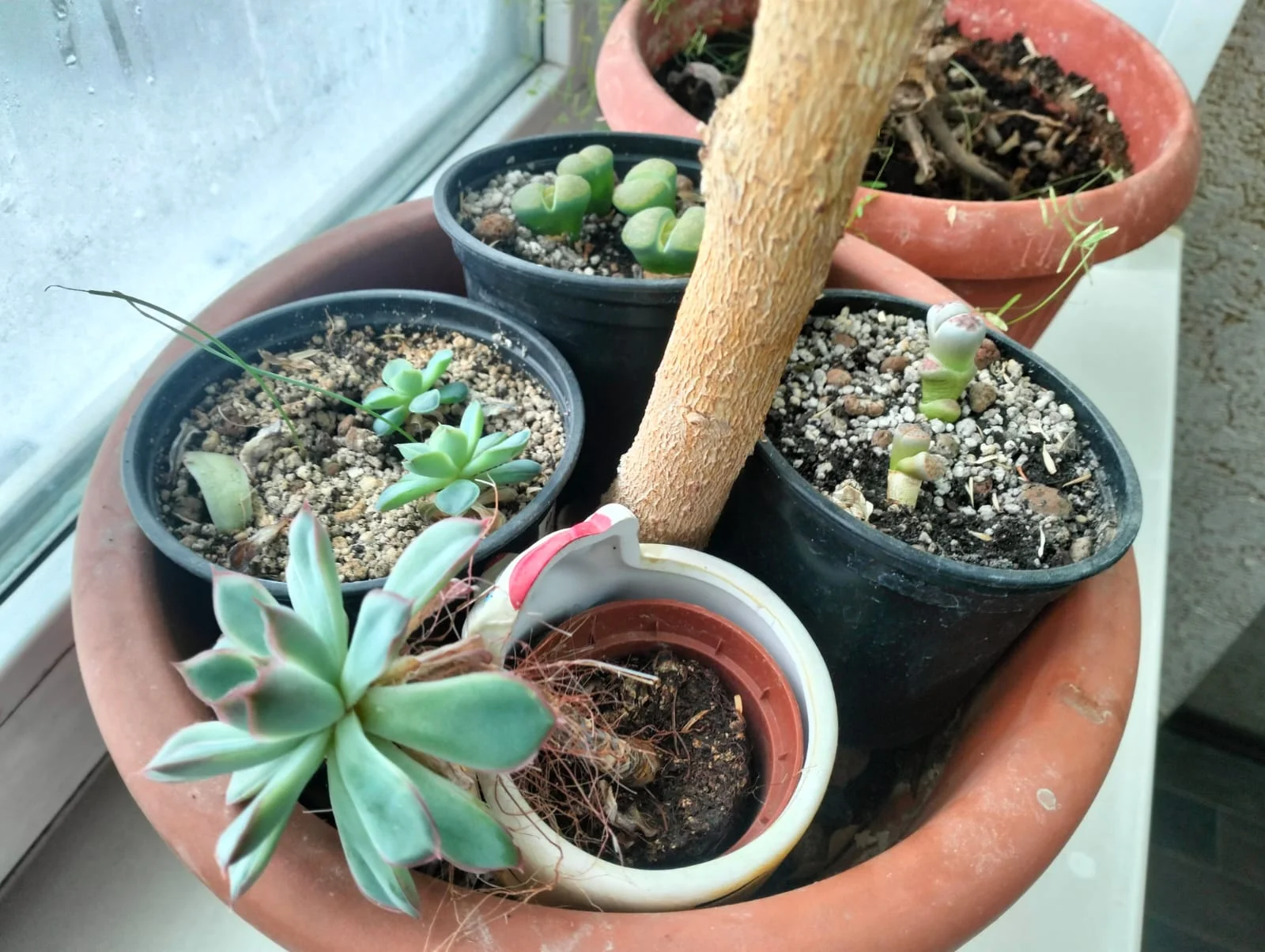 Изображение WhatsApp 2025-02-07 в 12.56.47_01e25e9b.webp