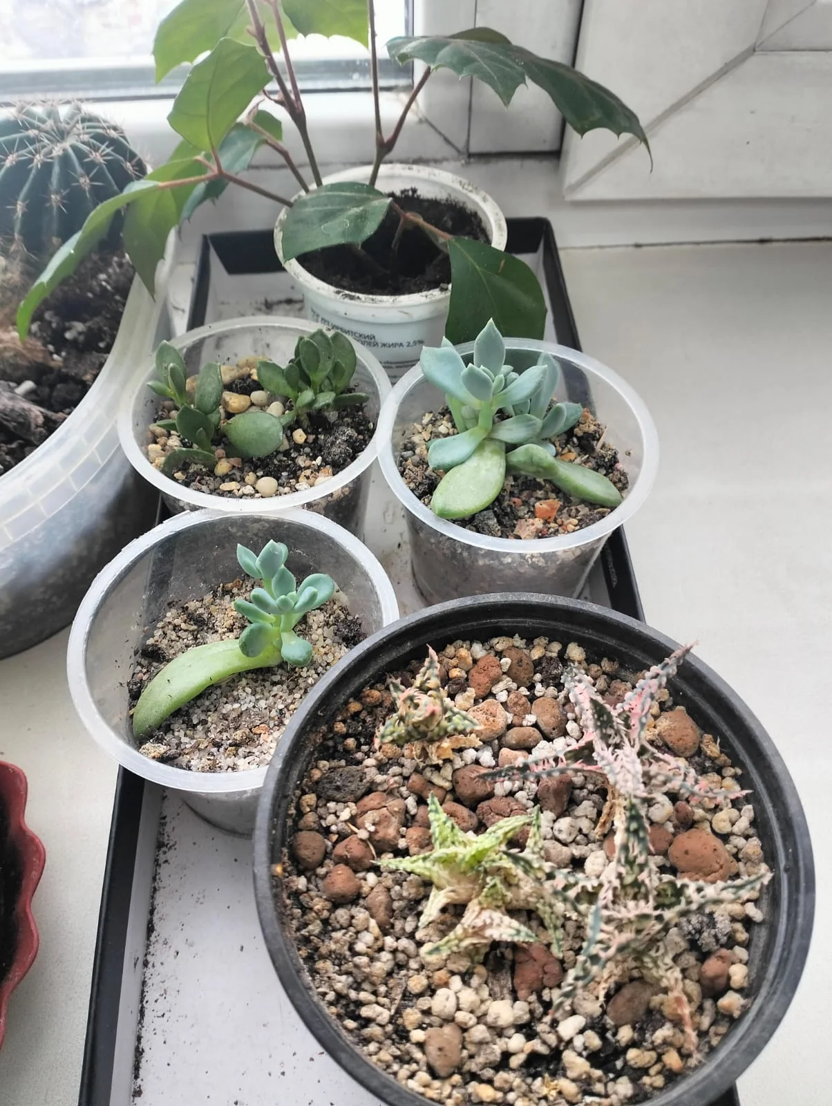 Изображение WhatsApp 2025-02-07 в 12.56.47_a488eef7.webp