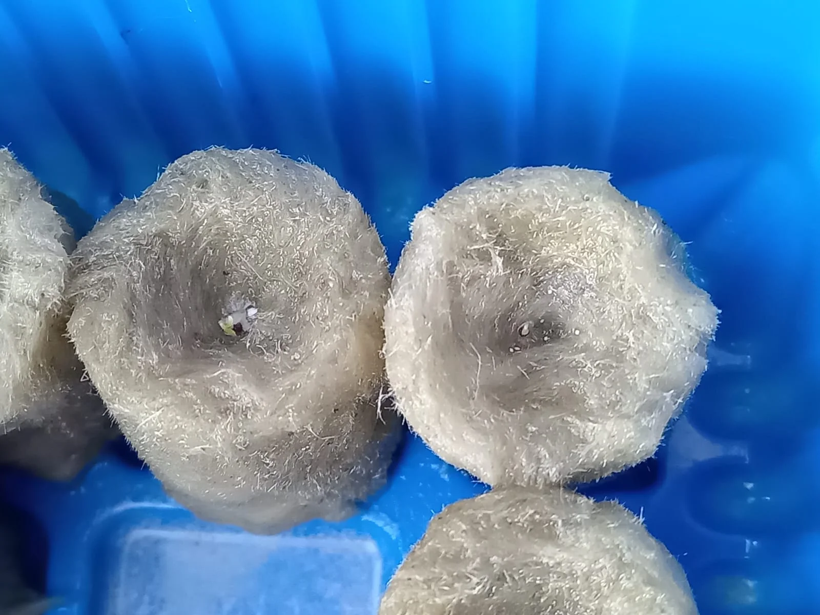 Изображение WhatsApp 2025-02-12 в 10.15.10_7399a96c.webp