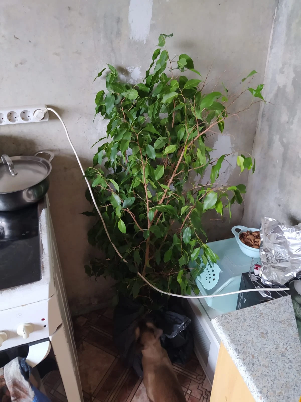 Изображение WhatsApp 2025-03-02 в 11.04.08_e840c078.webp