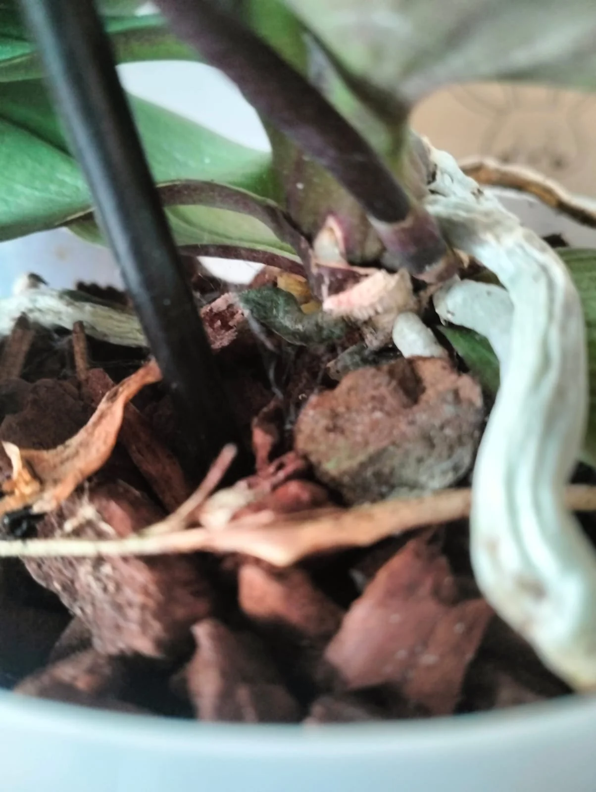 Изображение WhatsApp 2025-03-10 в 09.29.32_ceadab4f.webp