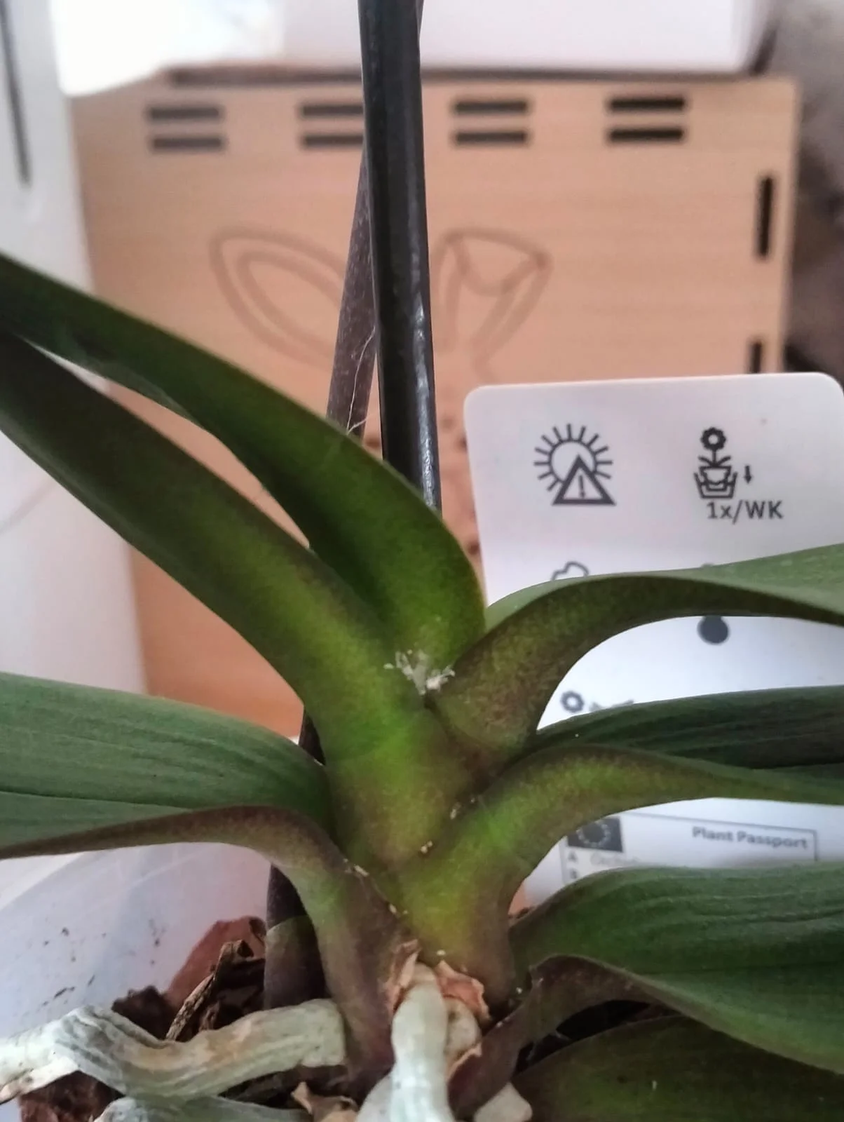 Изображение WhatsApp 2025-03-10 в 09.29.32_f8b22110.webp