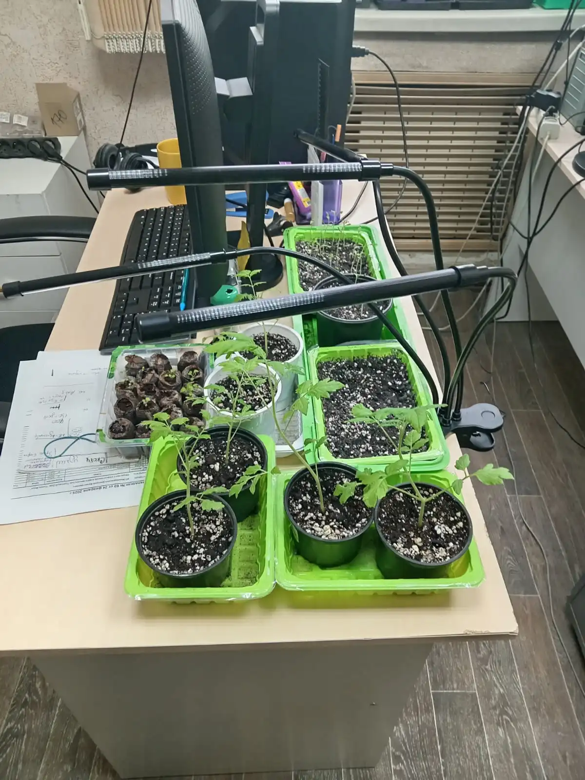 Изображение WhatsApp 2025-04-25 в 17.51.02_21d20dd0.webp