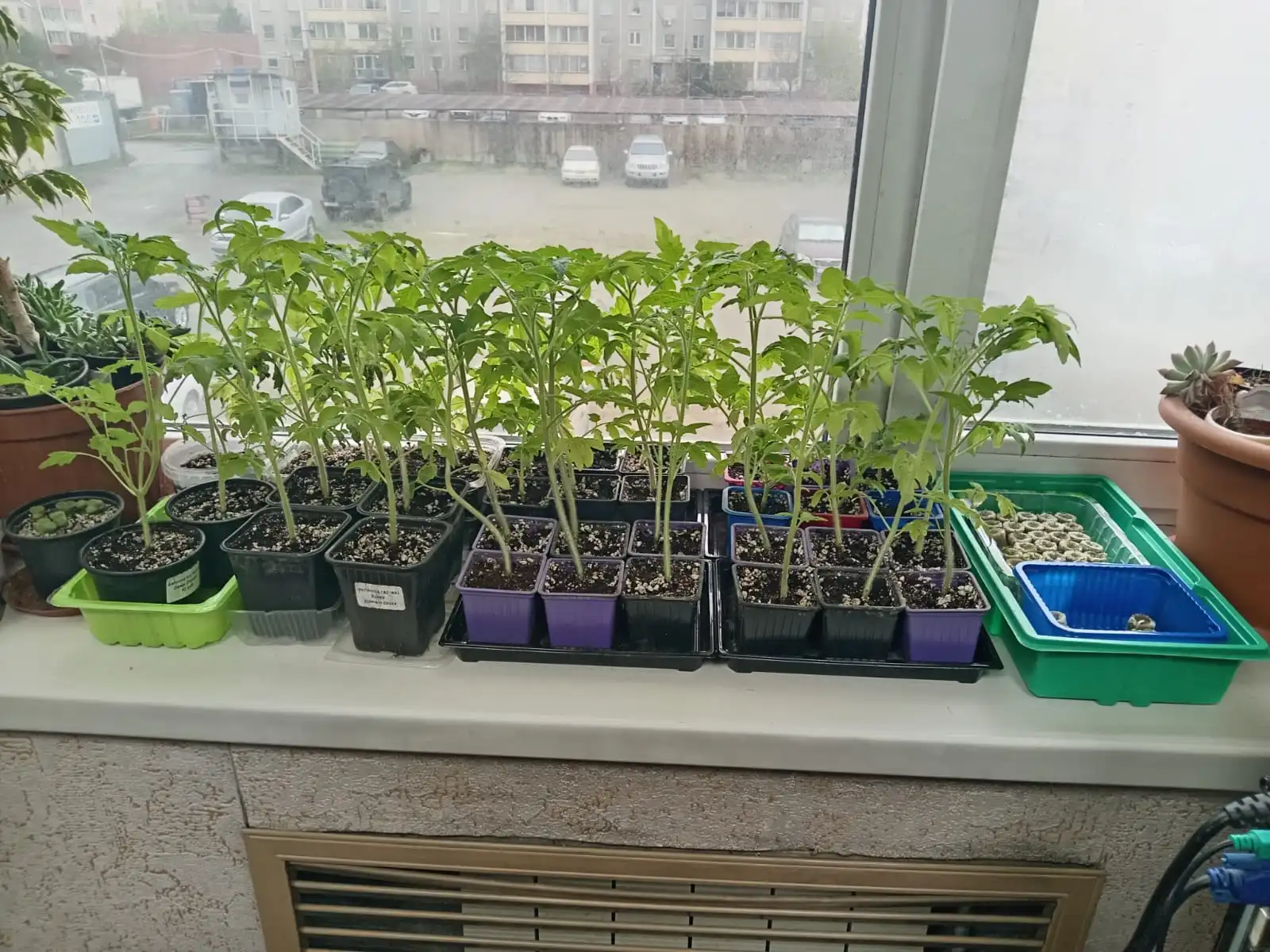 Изображение WhatsApp 2025-04-25 в 17.51.03_8ae5d18d.webp