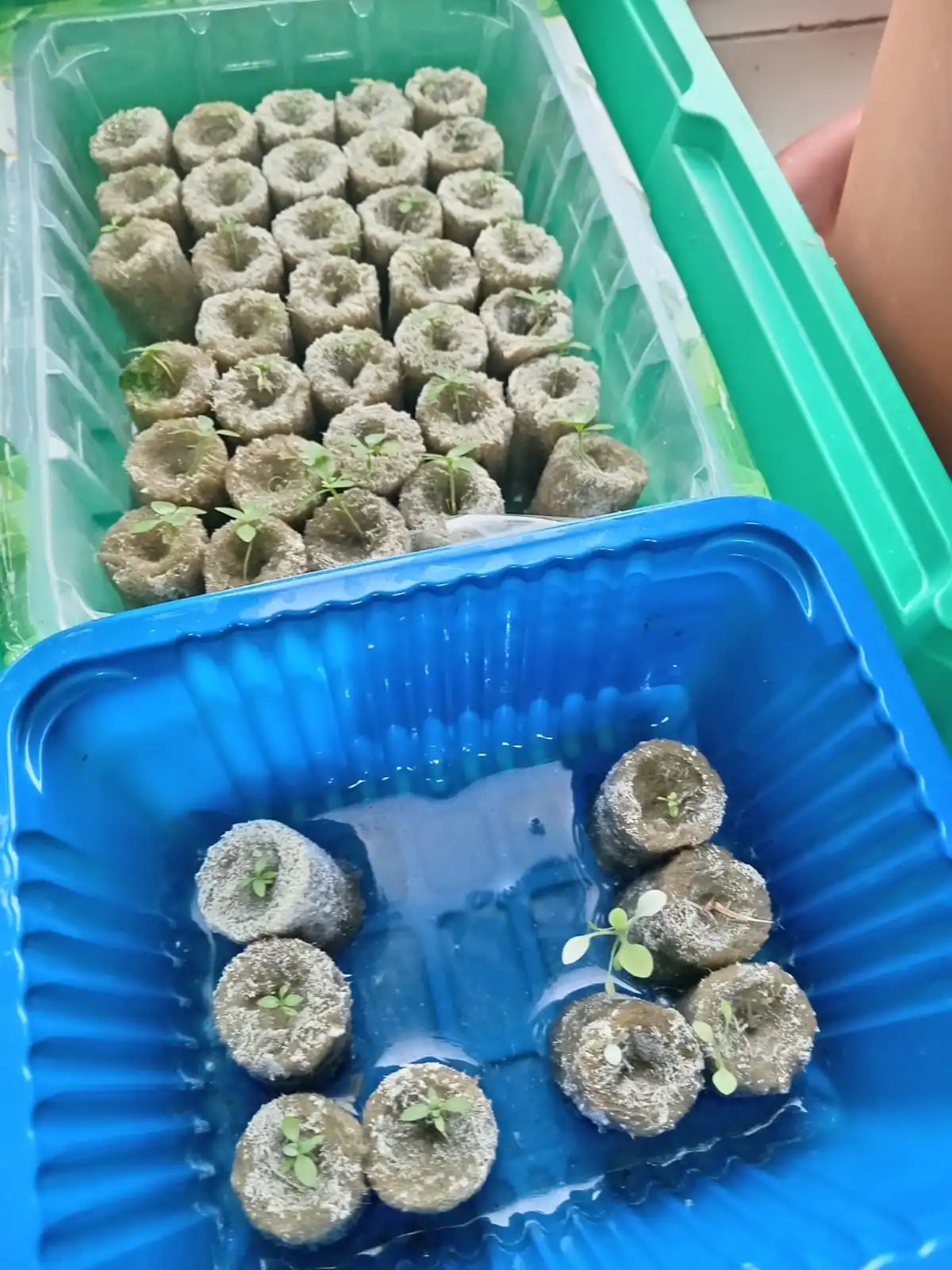 Изображение WhatsApp 2025-04-25 в 17.51.03_91ff9349.webp