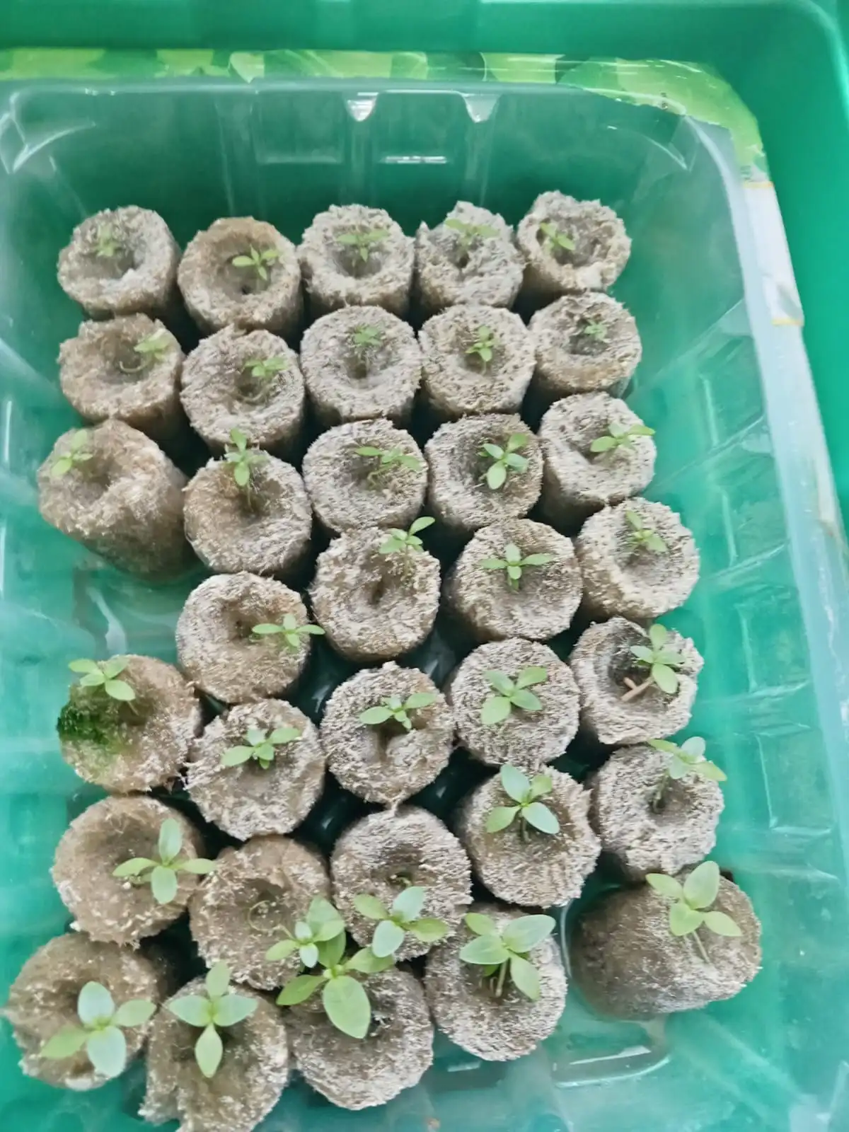 Изображение WhatsApp 2025-04-25 в 17.51.04_0da4ca8a.webp