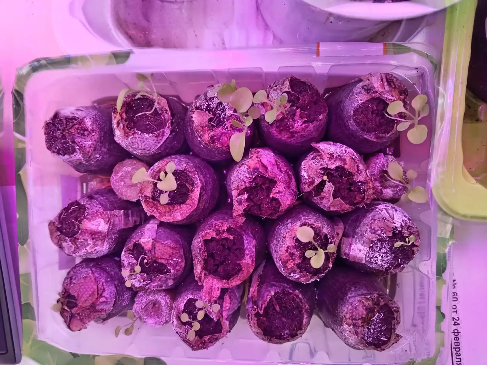 Изображение WhatsApp 2025-05-04 в 13.44.12_e0461b5a.webp