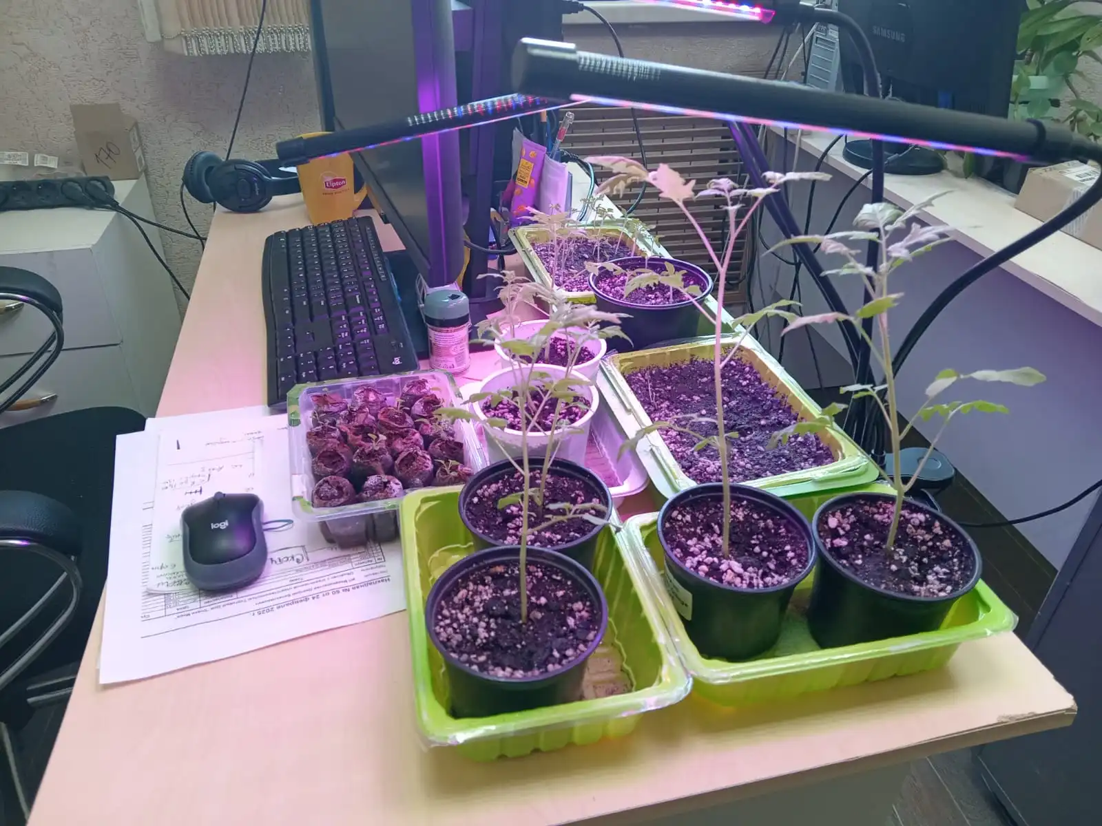 Изображение WhatsApp 2025-05-04 в 13.44.14_c8a2ccb7.webp