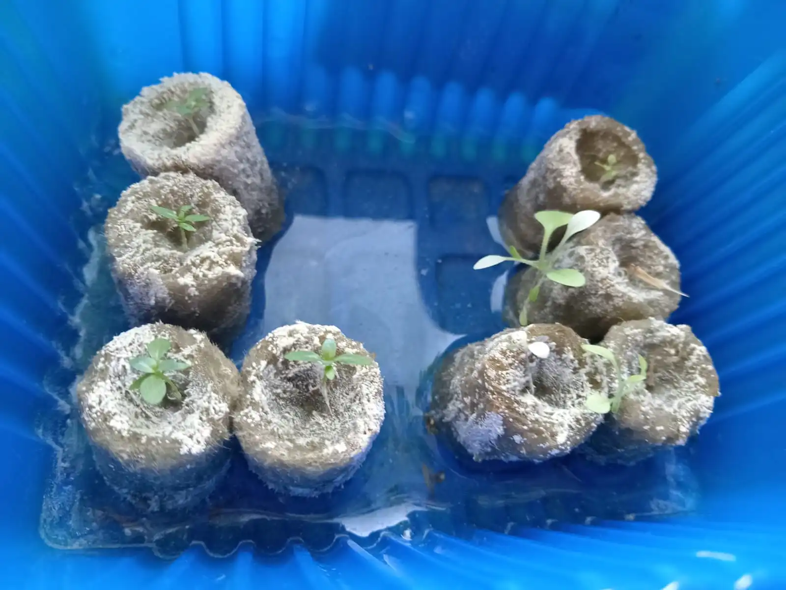 Изображение WhatsApp 2025-05-04 в 13.44.15_f02cd5f2.webp