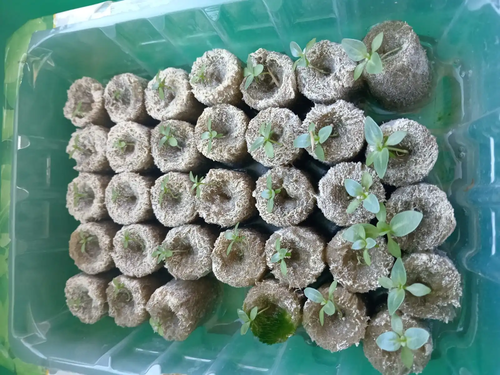 Изображение WhatsApp 2025-05-04 в 13.44.16_bda57e84.webp