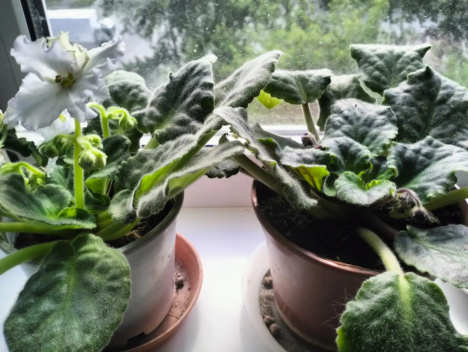 Изображение WhatsApp 2025-05-17 в 15.43.05_2a4e1d00.webp