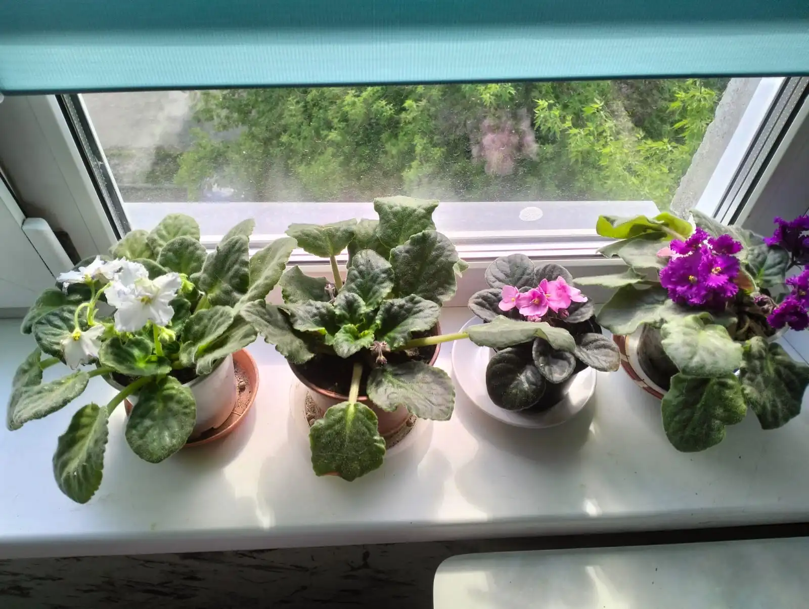 Изображение WhatsApp 2025-05-17 в 15.43.06_0d18d66f.webp