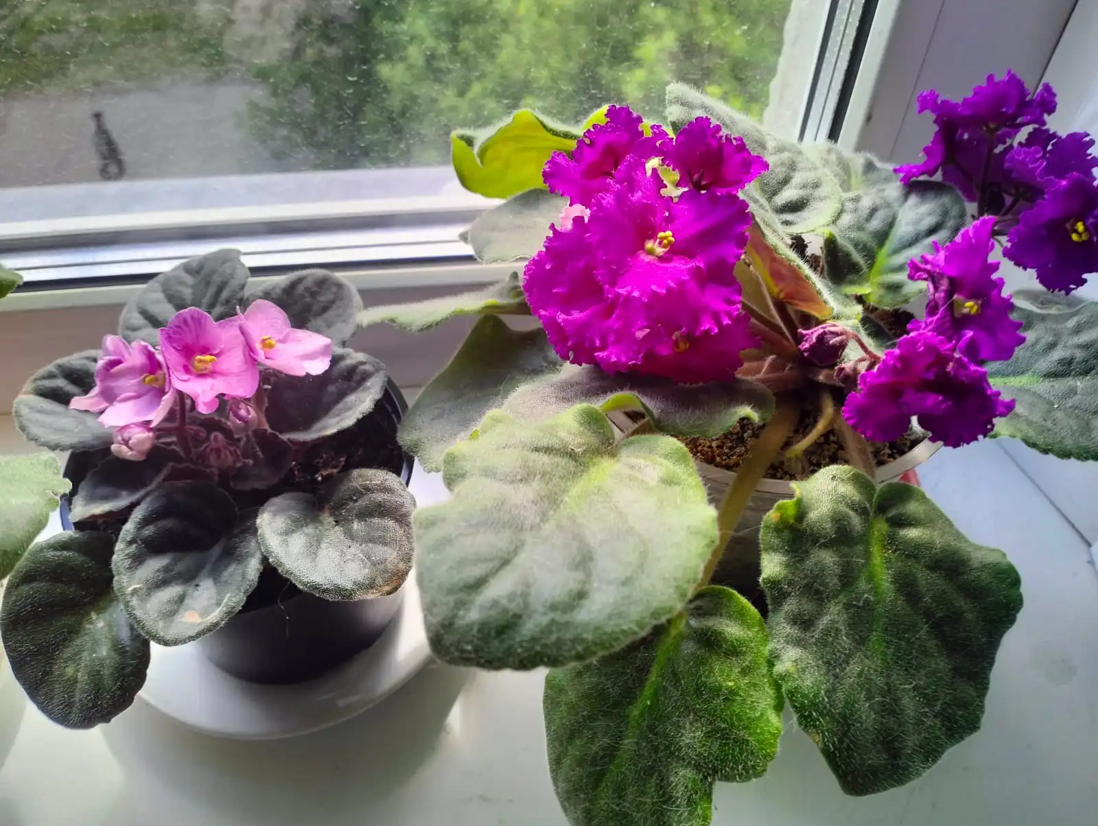 Изображение WhatsApp 2025-05-17 в 15.43.06_86b2a364.webp